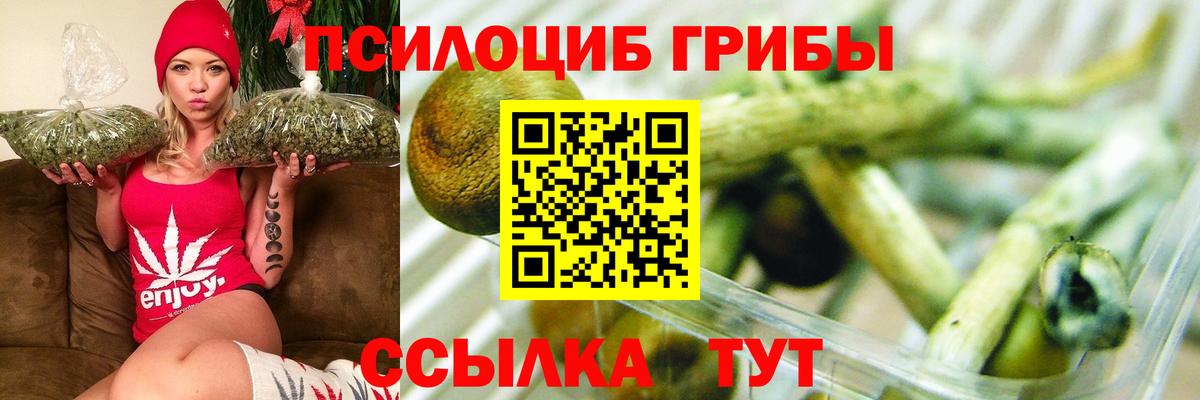 Будённовск  Псилоцибиновые грибы прущие грибы  что такое   Вход с VPN 